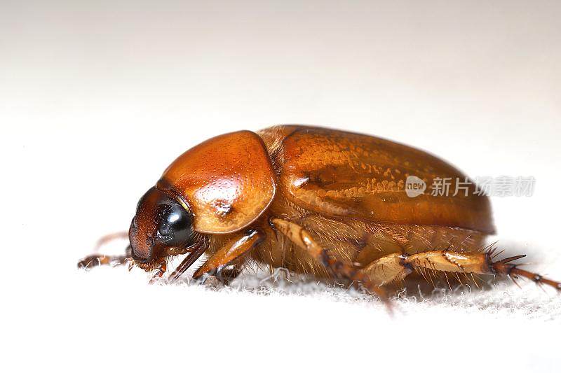 南方金龟子(Cyclocephala lurida)